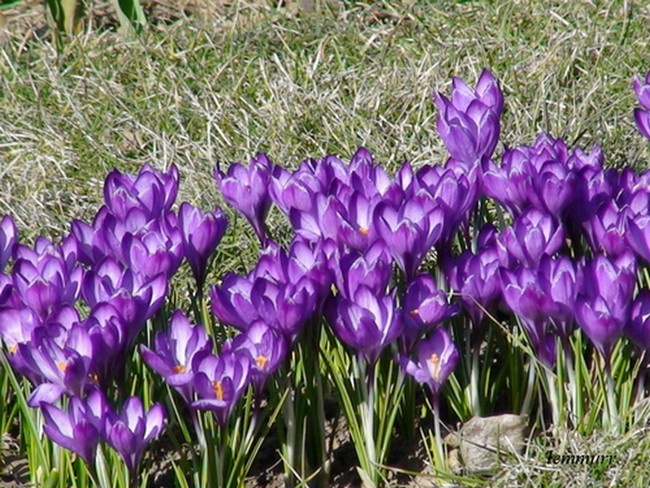 Весеннее 