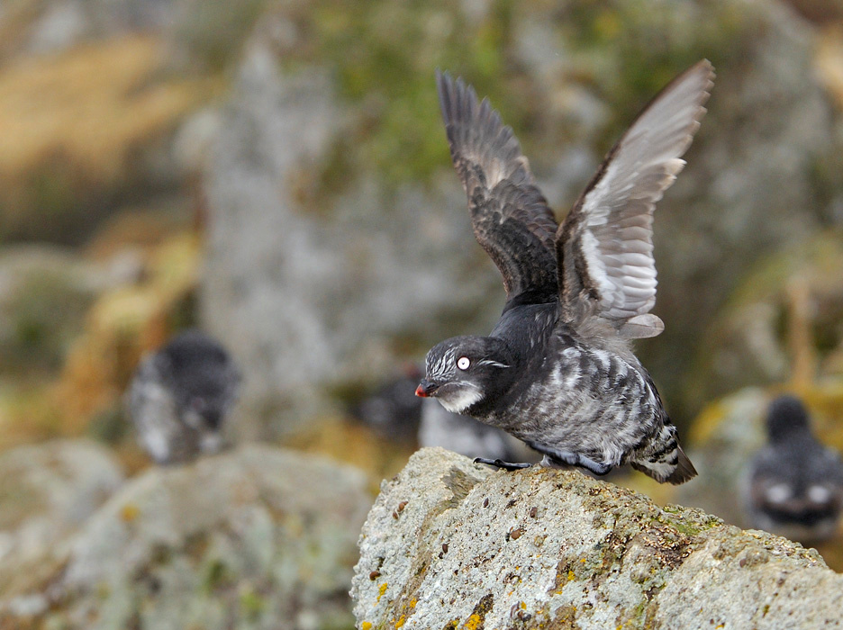 Разбег, толчок … Конюга-крошка, Aethia pusilla, Least Auklet, St. George Island, the Pribilofs, Bering Sea, Alaska