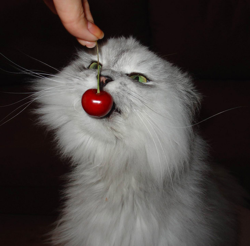 НЛО и черешня 