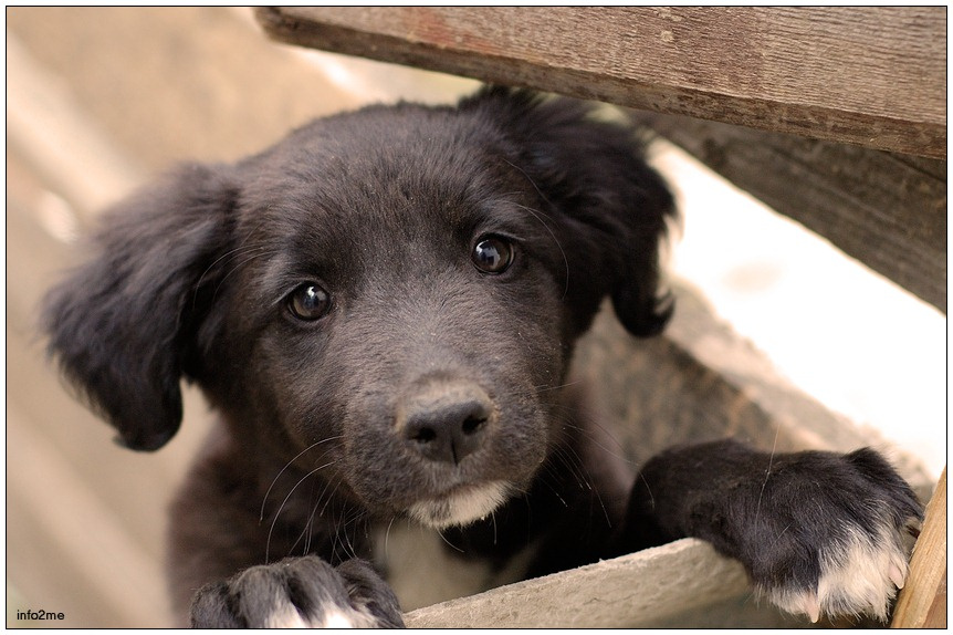 A dog собака не кошка