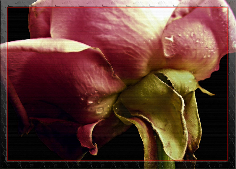 Апатия. Депрессия. роза rose цветок flower