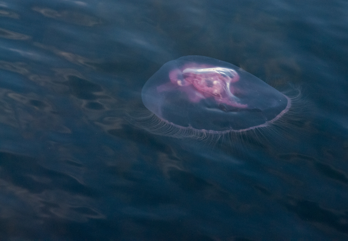  НЛО Белого моря2 