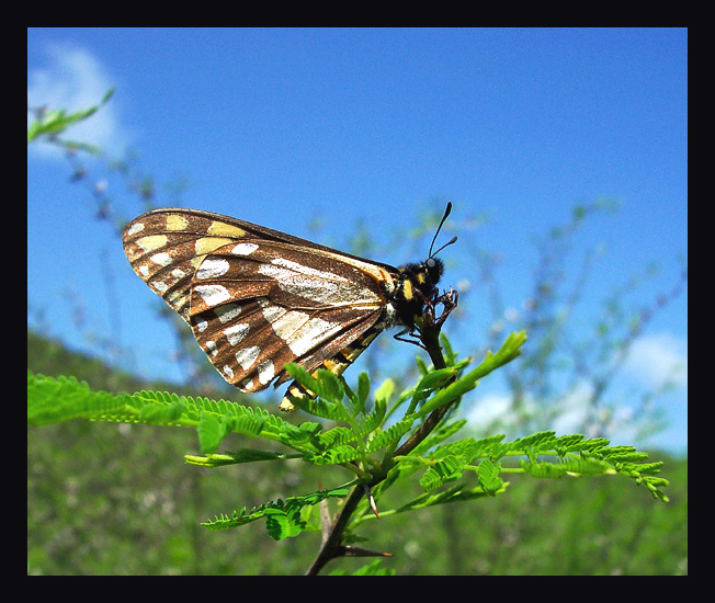 На фоне соплеменных гор swallowtails Baronia Mexico