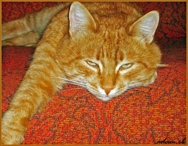 FireCat forever 