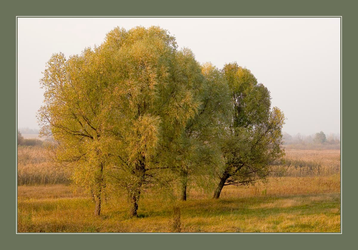 осенняя зарисовка №2 осень