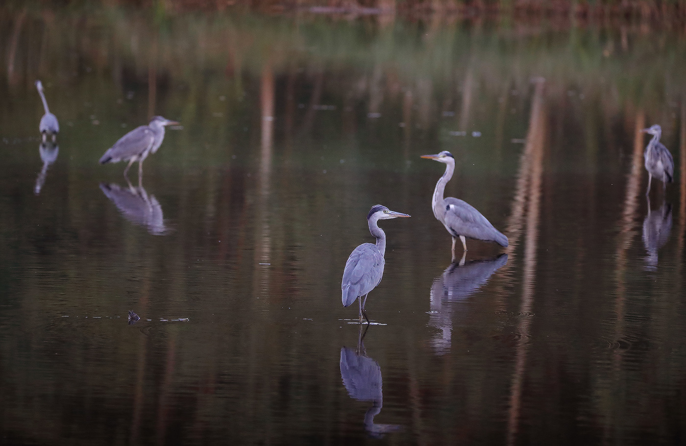 птицы серые мои... серая цапля Ardea cinerea стая отражения статика