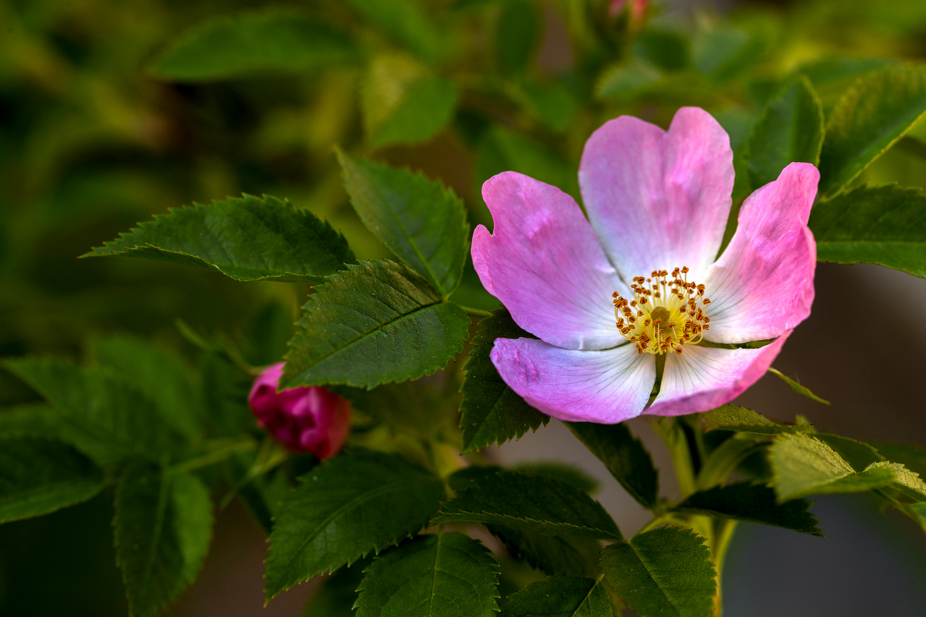 Blumen flower plant pink color photography petal outdoors no people nature leaf horizontal freshness head disfoto close-up canon beauty in