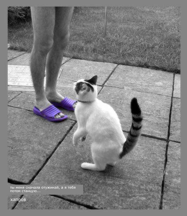 Just smile! кошка танцует чтобы поесть