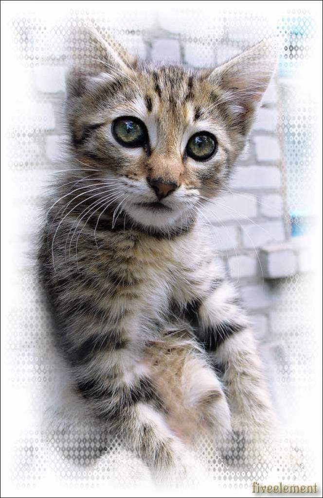 Люди, граждане... Мы не местные, кто чем может... Кот Cat Портрет Portrait Мольба Entreaty