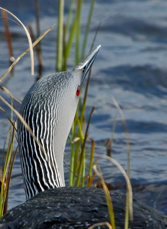 Ваша Полосатость Краснозобая гагара, Gavia stellata, Red-throated Loon, Tobseda, Barents Sea, Arctic