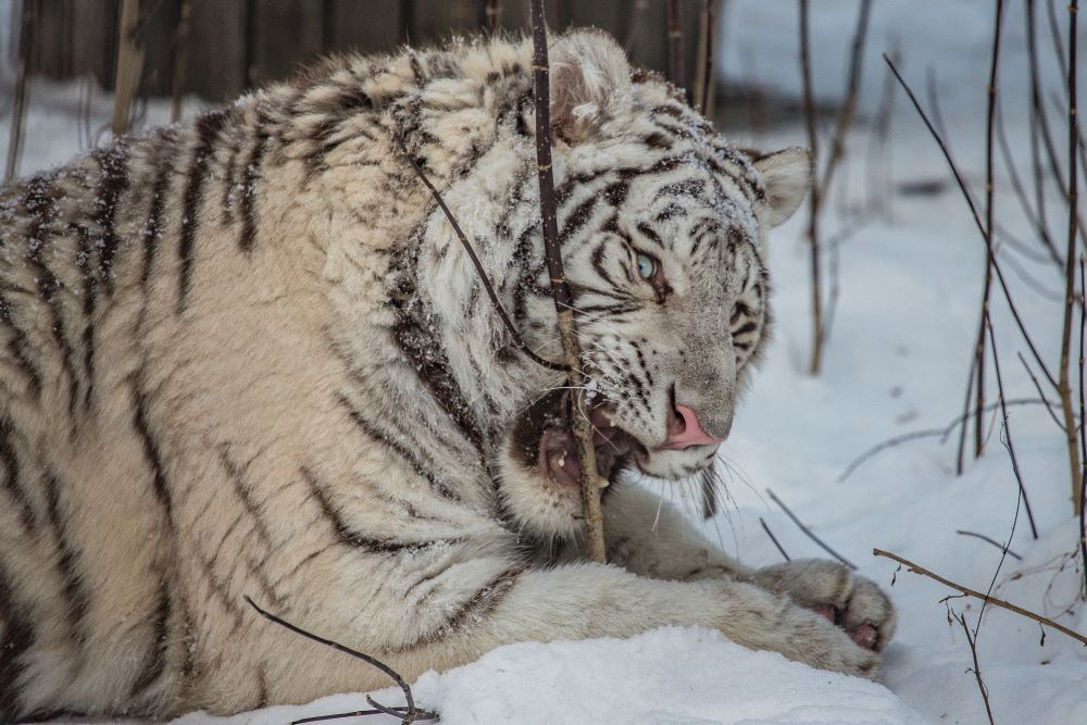 ***бенгальский тигр 