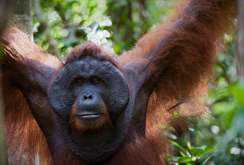 Tom - Король Борнео. Том Король Борнео индонезия орангутанг Pongo Orang hutan примат