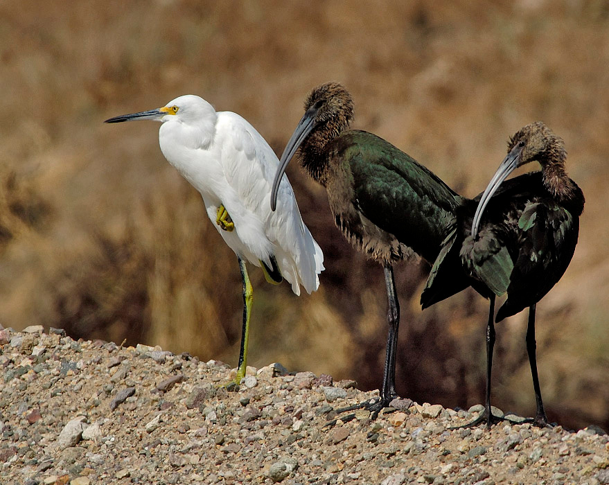 Черное и белое Очковая каравайка, Plegadis chihi, белая американская цапля, Egretta thula, Snowy Egret, White-faced Ibis, Salton Sea, California