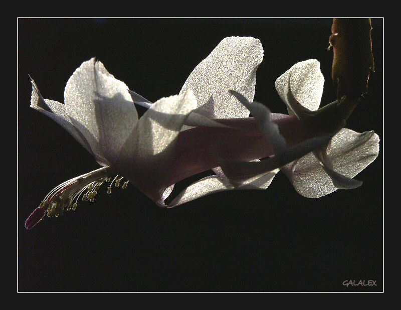 Schlumbergera truncata... цветок растение