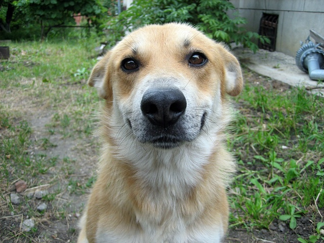 красавчик 