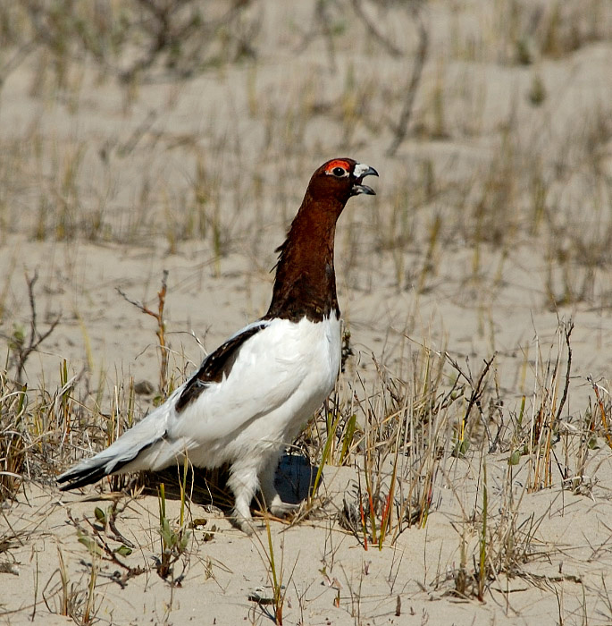 Жирафовый птиц Белая куропатка, Lagopus lagopus, Willow Ptarmigan, Tobseda, Barents Sea, Arctic