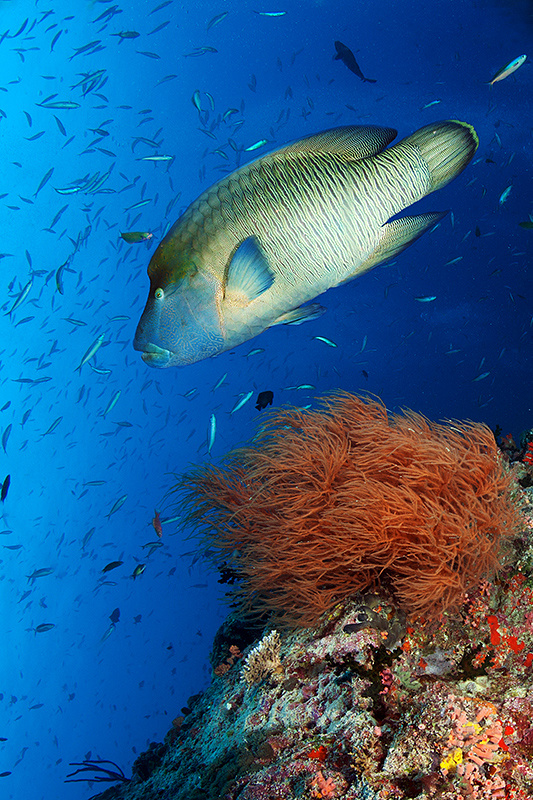 наполеон 2 наполеон губан Мальдивы Napoleon Wrasse big fish underwater