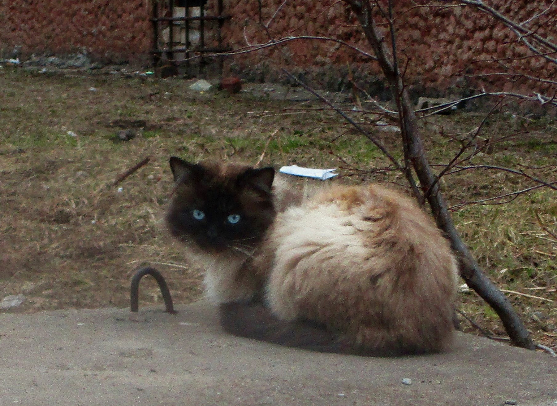 Голубоглазик Кот кошка животные весна