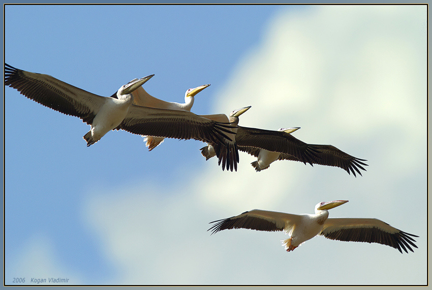 Летайте только самолетами PelicansAero PelicansAero