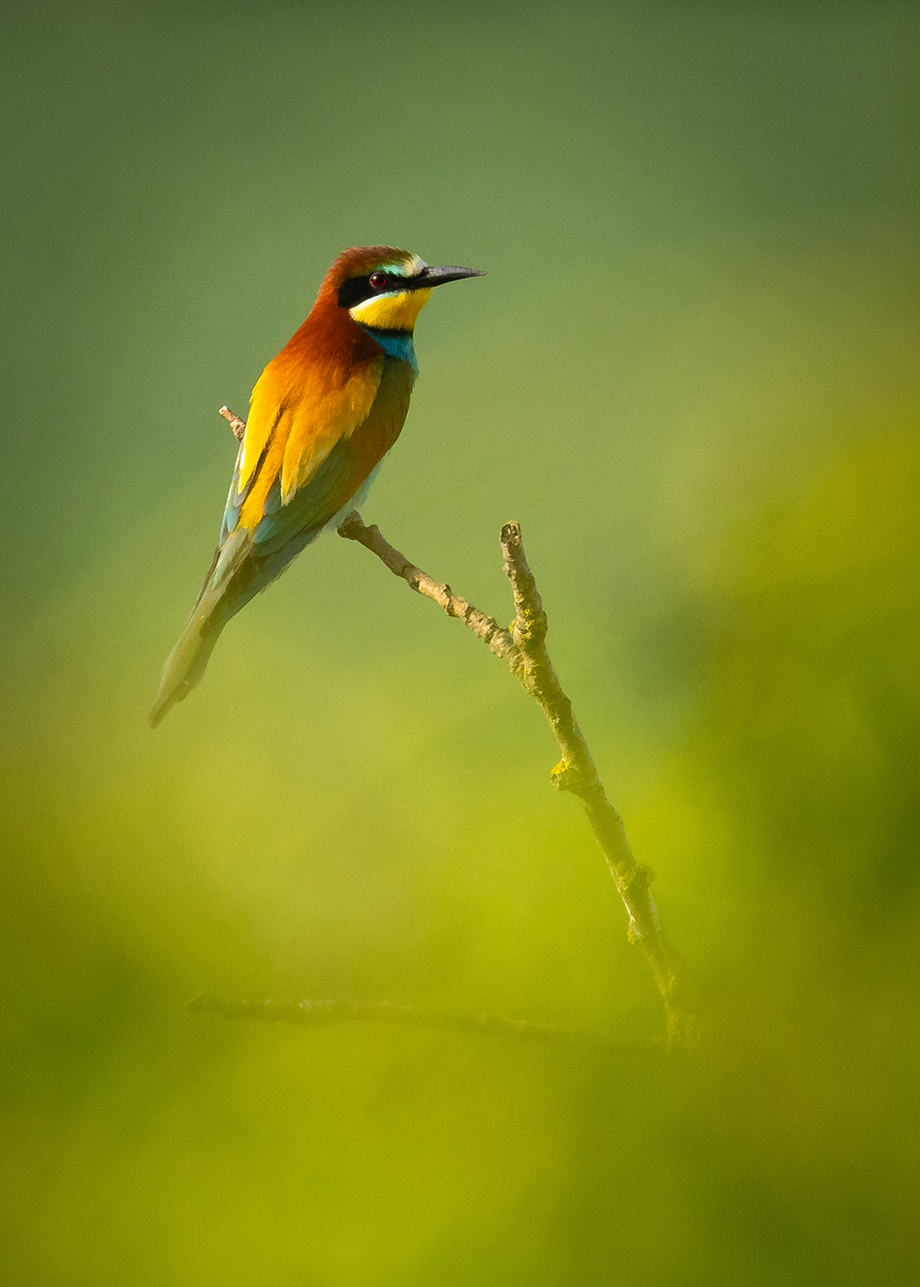 Bee-eater 