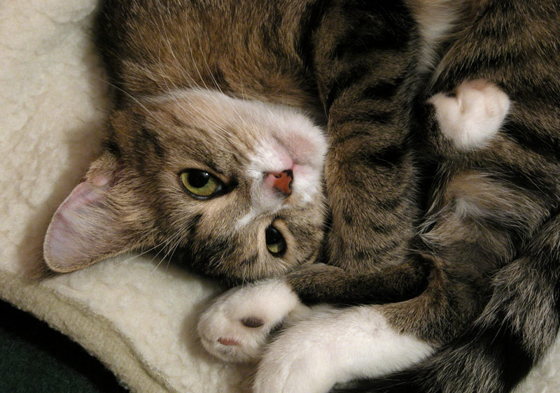 *** Кошка
