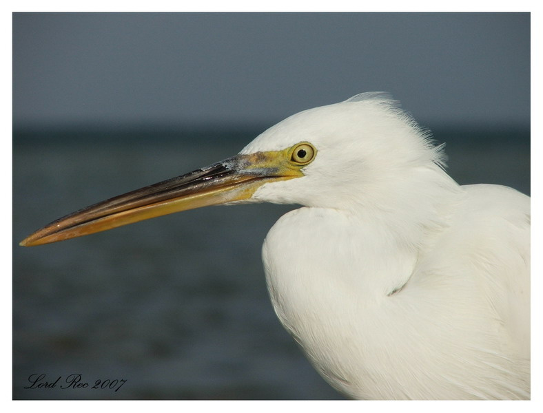 Bird Bird