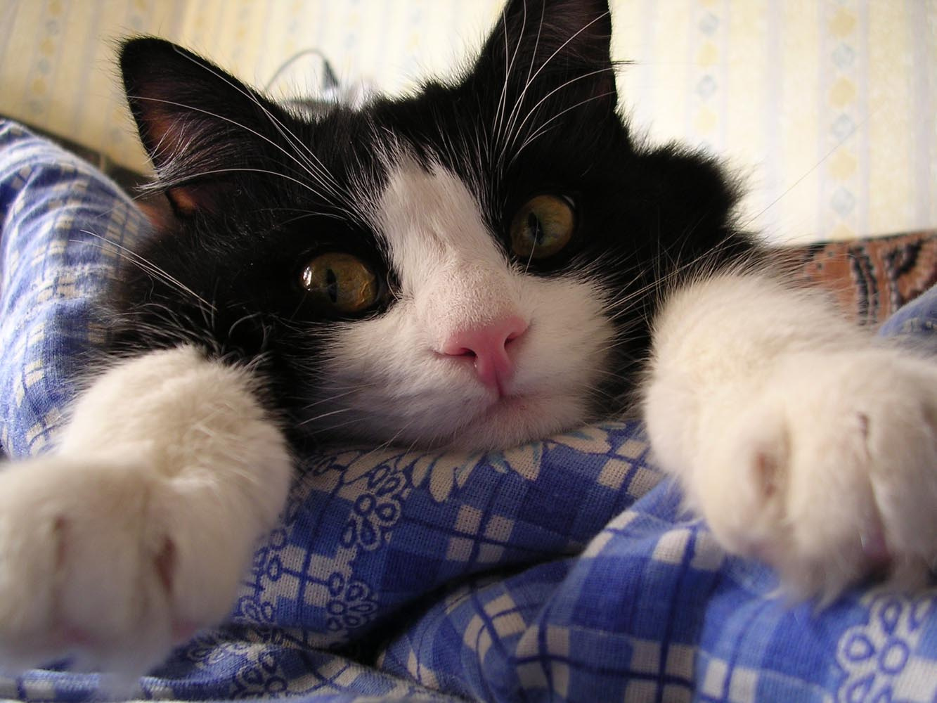 Мой любимый питомец кот
