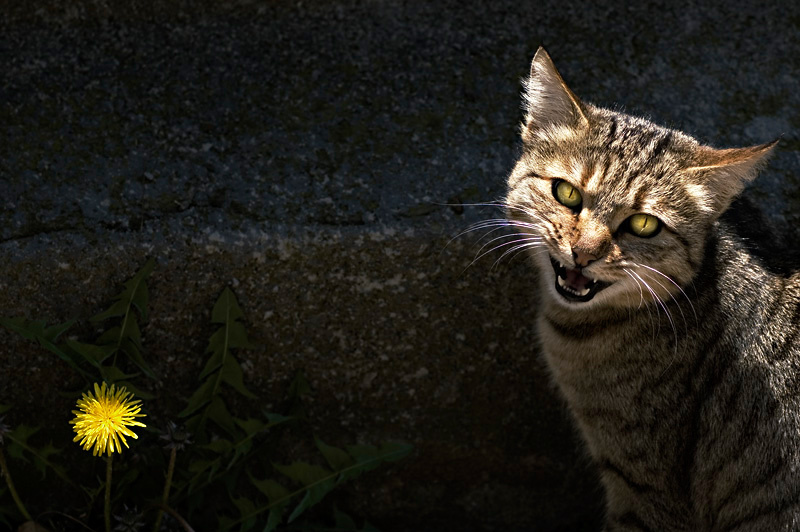 The Cat котяра