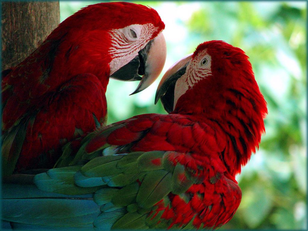 Parrots 
