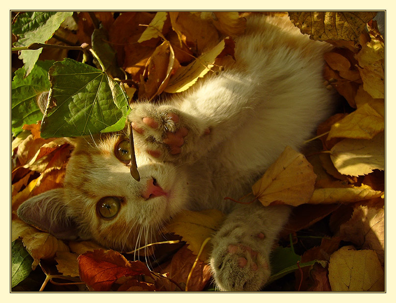 *** осень рыжий котёнок