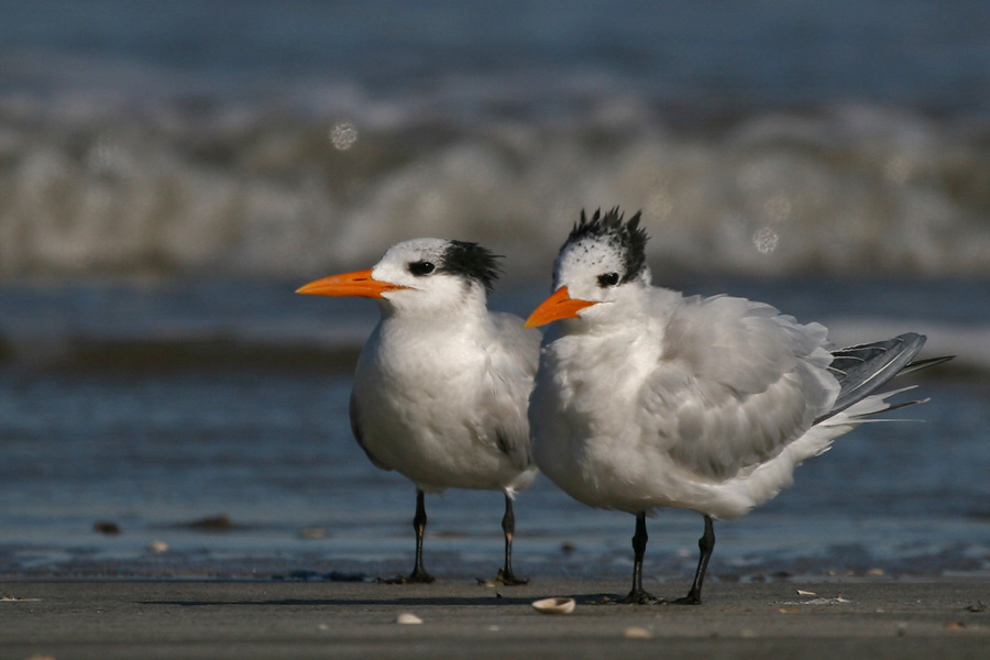 Королевские крачки птицы, крачка, королевская, royal, tern, Texas