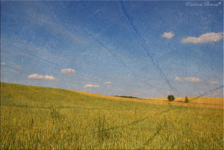 Поле пшеницы пшеница, поле, пейзаж