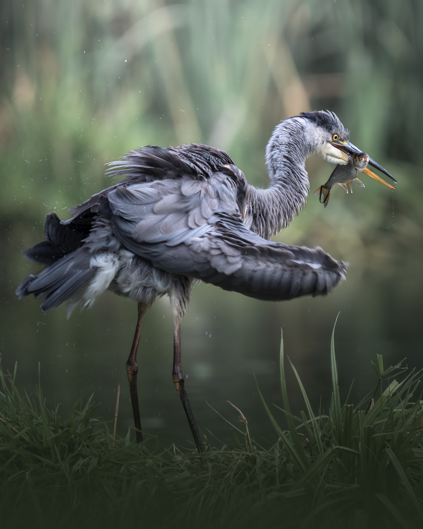 Серая цапля (Ardea cinerea) 