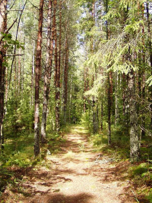 Солнечная дорога лес солнце сосны дорога