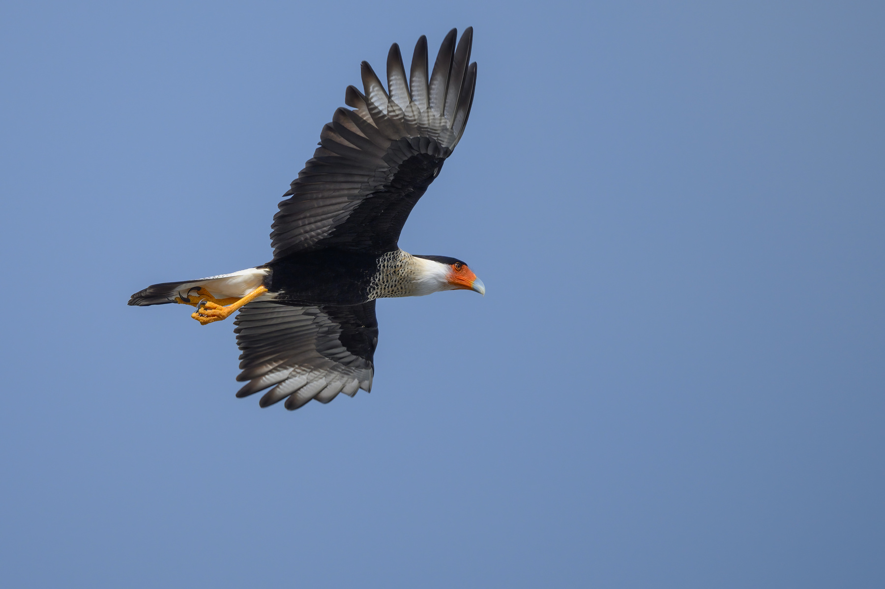 Crested caracara 