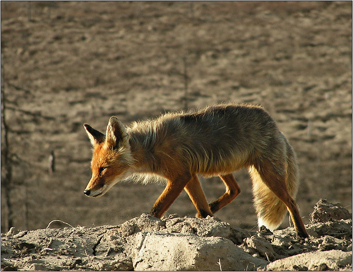 The Red Beauty of Tundra лиса тундра
