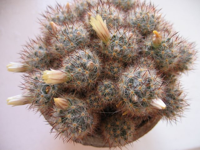 УРА! успел на 8 марта! кактус mammillaria prolifera 8 марта
