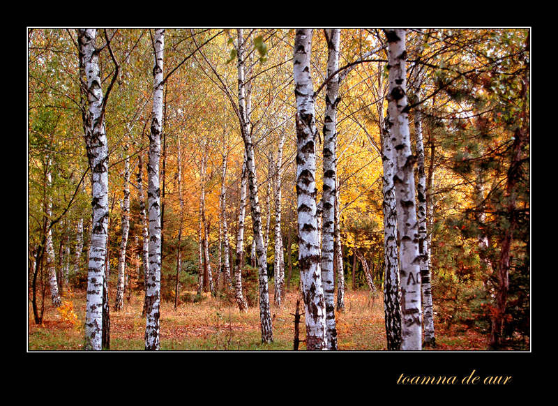 *** осень