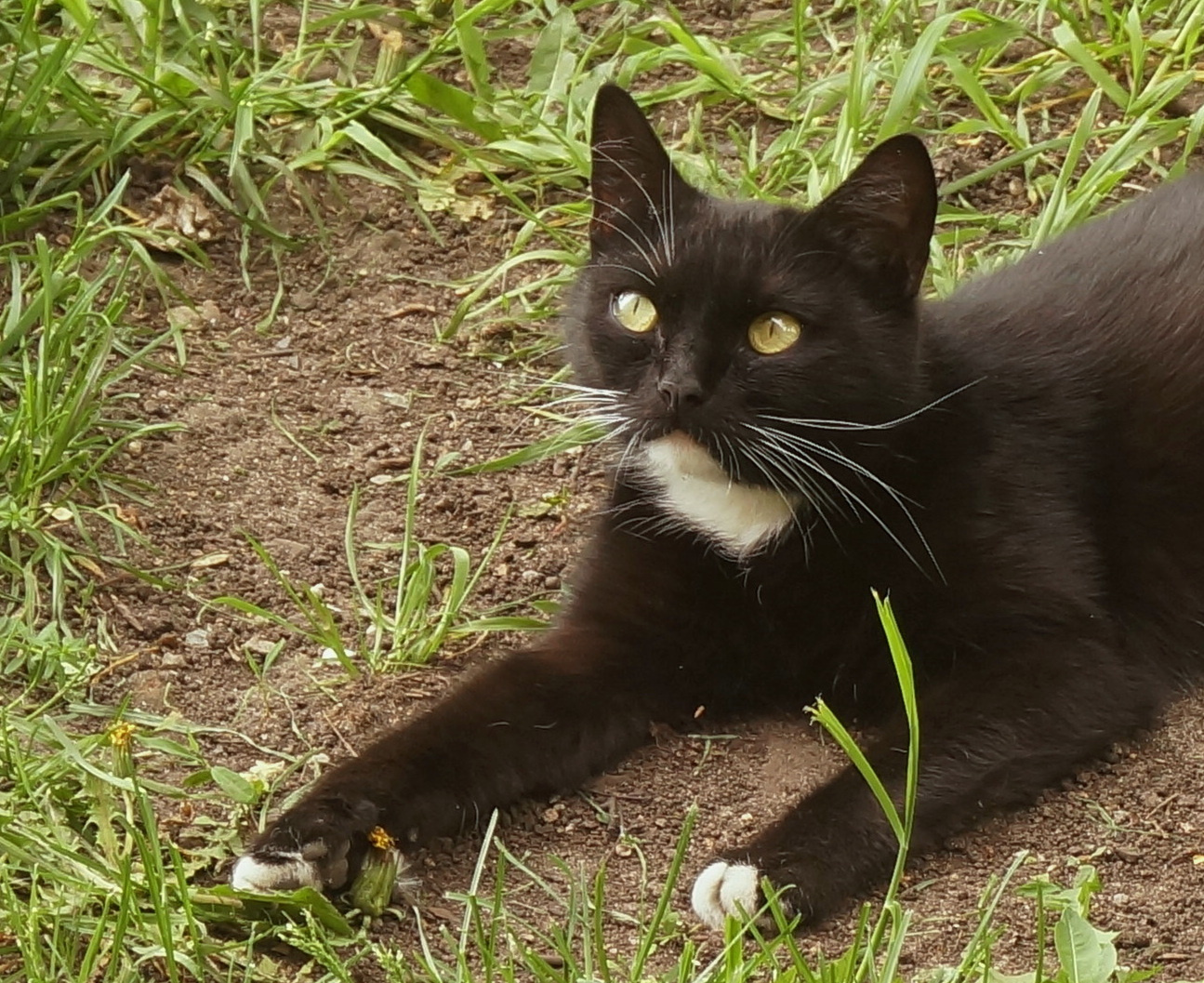 Котик 