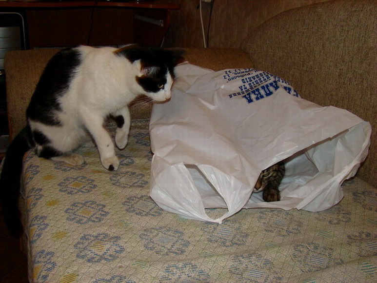 Атака котяки