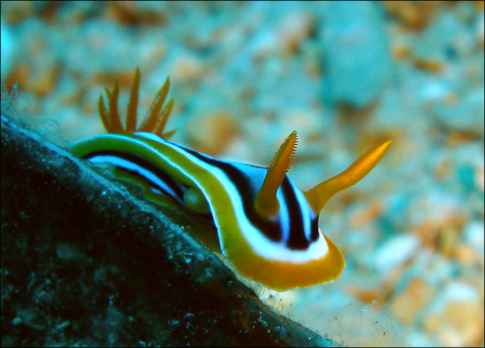 Nudibranchia 