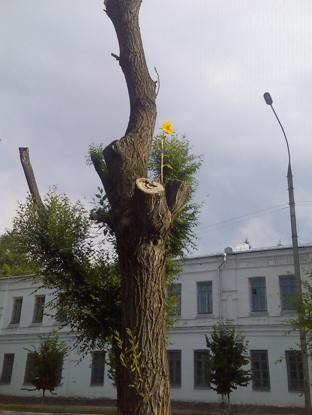 Здравствуй солнце! 