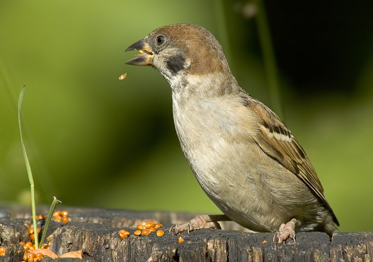 Потерял Полевой воробей, Tree Sparrow, Passer montanus