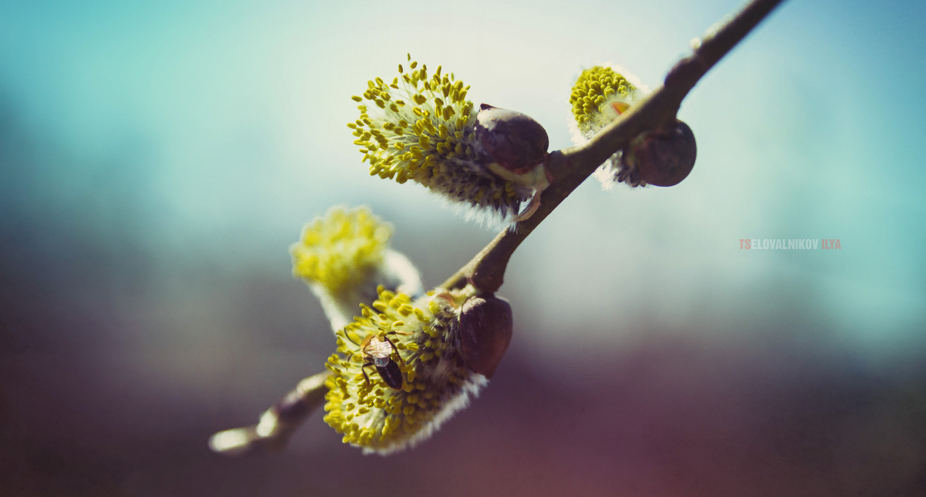 spring 
