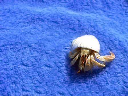 Crab Краб синий полотенце