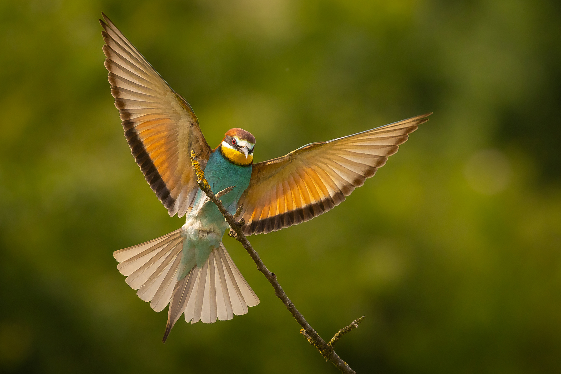 Bee-eater 
