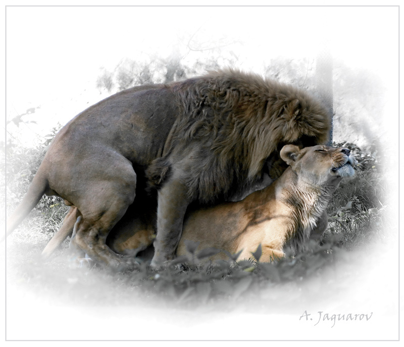 Счастливы вместе! :) Львы спаривание Lions mating
