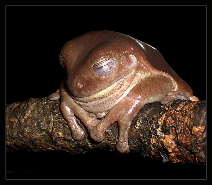 Сладкие сны коралловопалая литория Litoria caerulea