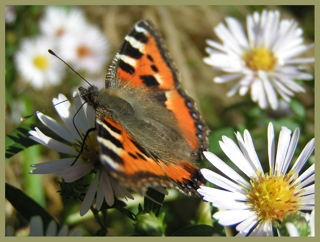 Лето, ах, лето!.. лето бабочка крапивница ромашки Aglais urticae Nymphalidae
