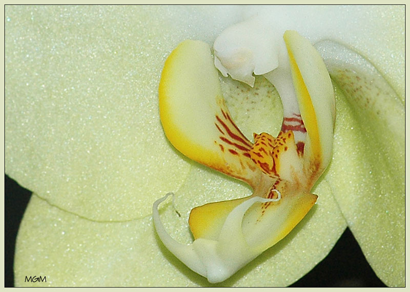 Sexy Orchid Тест нового объектива Sigma 70-300 f4.5-5.6 Macro Super 2